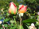 Mrs. Arthur Robert Waddell rose photo