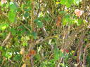 Mrs. Arthur Robert Waddell rose photo