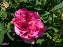Marie Louise rose photo