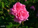 Marie Louise rose photo