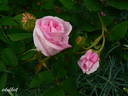 Marie Louise rose photo
