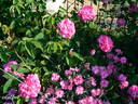 Marie Louise rose photo