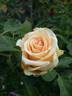 Versilia® rose photo