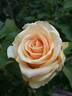 Versilia® rose photo