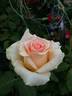 Versilia® rose photo