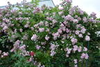 Bonny ® rose photo