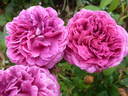 Nanette rose photo