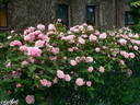 Martha rose photo