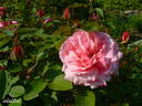 Martha rose photo