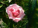 Martha rose photo