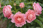 Ihatov no Kaori rose photo