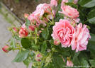 Ihatov no Kaori rose photo