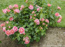 Ihatov no Kaori rose photo