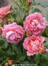 Ihatov no Kaori rose photo