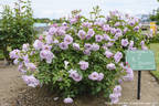 Kinuka rose photo