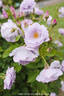 Kinuka rose photo