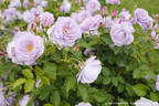 Kinuka rose photo