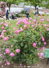 Pub Rock rose photo