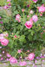 Pub Rock rose photo