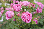 Pub Rock rose photo