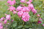 Pub Rock rose photo