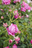 Pub Rock rose photo