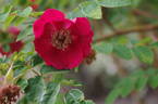 <i>Rosa moyesii</i> 'Sealing Wax' rose photo