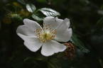 R. corymbifera rose photo