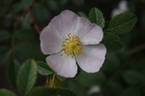 R. micrantha rose photo