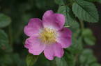 R. iberica rose photo
