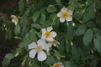 R. multiflora cathayensis rose photo