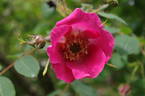<i>Rosa moyesii</i> 'Denise Hilling' rose photo