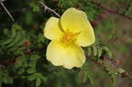 <I>Rosa ecae</i> 'Helen Knight' rose photo
