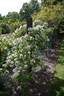 <i>Rosa moschata</i> var. <i>nastarana</i> - in commerce as rose photo