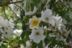 <i>Rosa moschata</i> var. <i>nastarana</i> - in commerce as rose photo