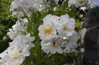 <i>Rosa moschata</i> var. <i>nastarana</i> - in commerce as rose photo