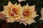 SIMcopa rose photo
