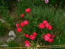 Morden Amorette rose photo