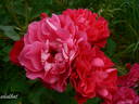Morden Amorette rose photo