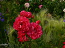 Morden Amorette rose photo