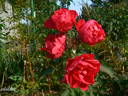 Morden Amorette rose photo