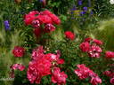 Morden Amorette rose photo