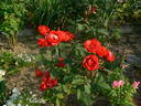 Morden Fireglow rose photo