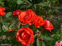 Morden Fireglow rose photo