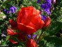 Morden Fireglow rose photo