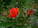 Morden Fireglow rose photo