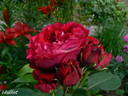 Nadia Renaissance rose photo