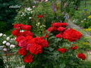 Nina Weibull ® rose photo
