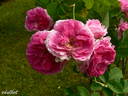 Nymphe Tepla rose photo