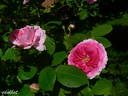 Nymphe Tepla rose photo